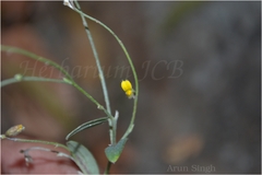 Crotalaria prostrata